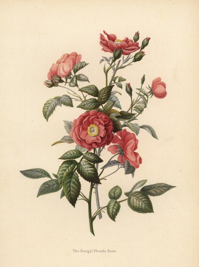 Bengal Florida Rose, Rosa Chinensis by Unknown